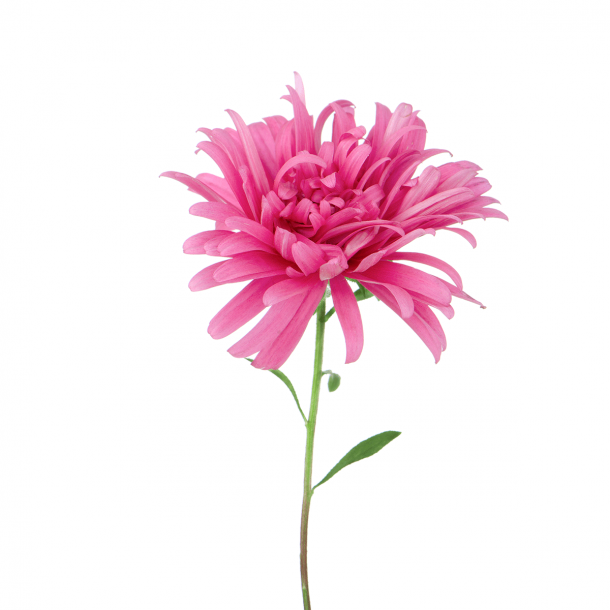 Pink bellis - Flisesticker 15x15 cm - Gennemsigtig folie