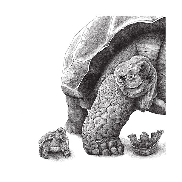 Skildpadder - Flisesticker 15x15 cm - Gennemsigtig folie